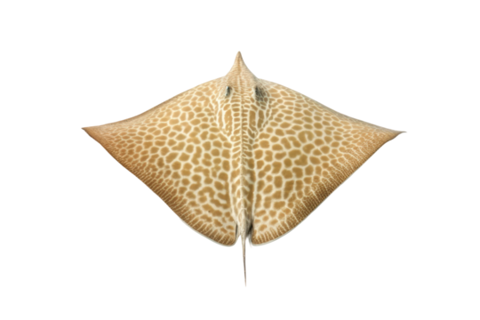 Beautiful spotted stingray swimming gracefully in clear ocean waters during a tranquil underwater exploration