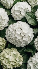 White Hydrangea Garden Close-Up