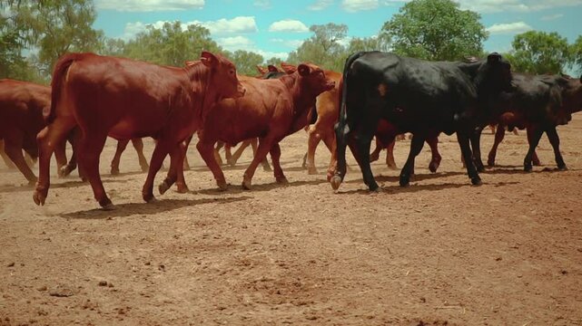 Brangus calves walking on the soil in the farmer's field.