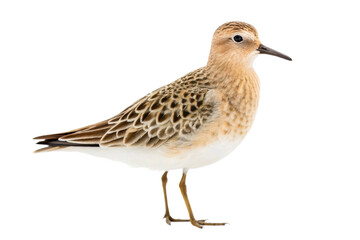 Fototapeta premium Small shorebird by the seaside with intricate feather patterns suitable for nature studies