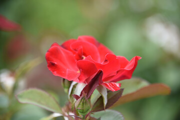 Brilliant Red Rose Blooming and Flowering