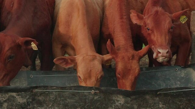 Young Brangus cattle feeding from the trough