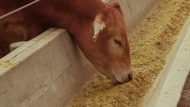 Close-up of a cow eating balanced feed in slow motion