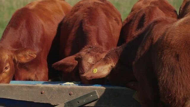 Red Brangus calves feeding from the trough in the field.