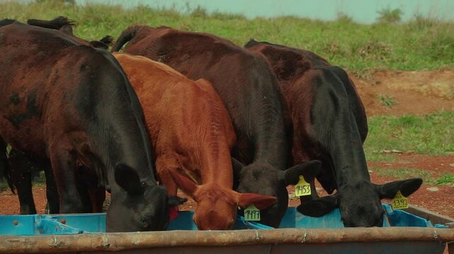 Brangus calves consuming balanced feed in the field