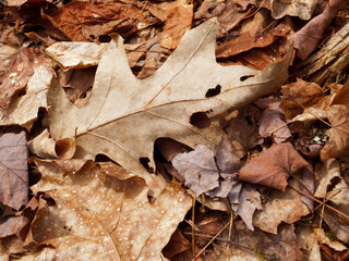 Close up of dry leaves laying on the forest floor