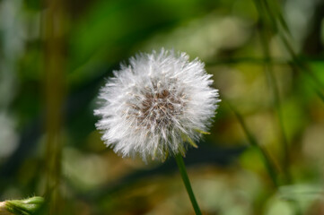 dandelion on green background