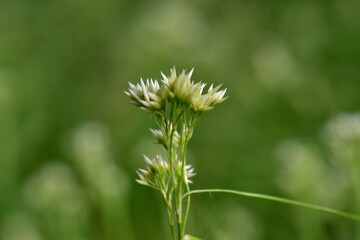 Nahaufnahme einer Schneeweißen Hainsimse im Frühling