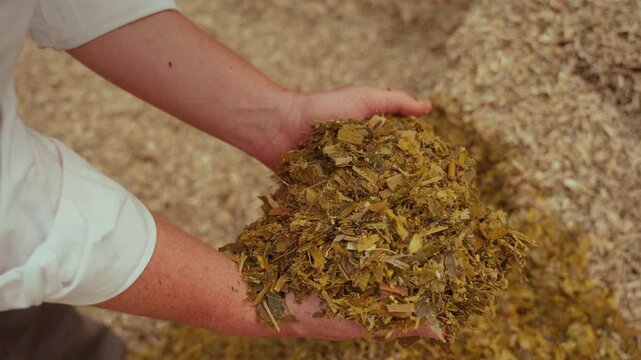 Farmer's hands holding corn forage.