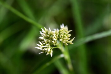 Nahaufnahme einer Schneeweißen Hainsimse im Frühling