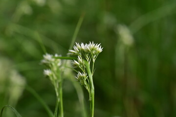 Nahaufnahme einer Schneeweißen Hainsimse im Frühling © christiane65