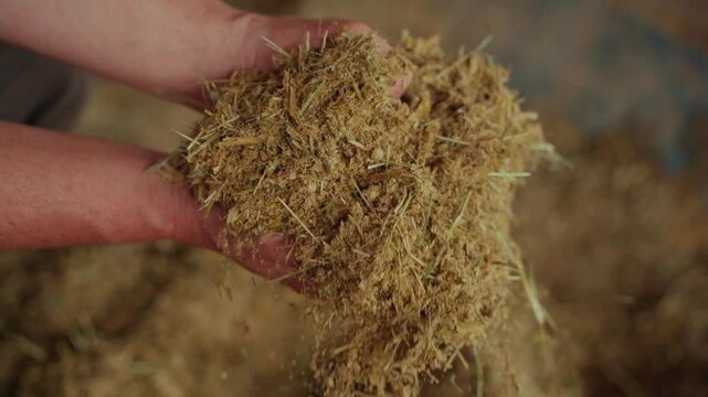 Farmer's hands dropping corn forage.