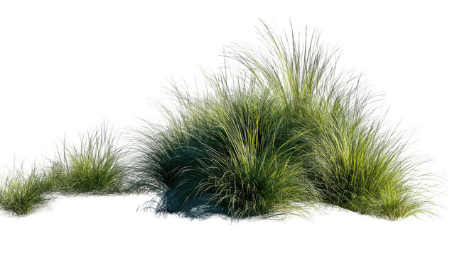 long grasses, isolated on a white background, png