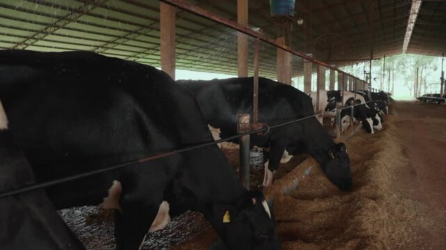 Automated dairy farm for Holstein cows with sprinklers for their well-being.