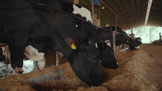 Close-up shot approaching a group of Holstein cows as they feed on forage in the dairy farm.
