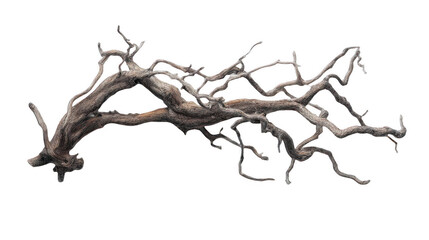 Obraz premium a piece of driftwood with intricate branches and roots on a white background, png