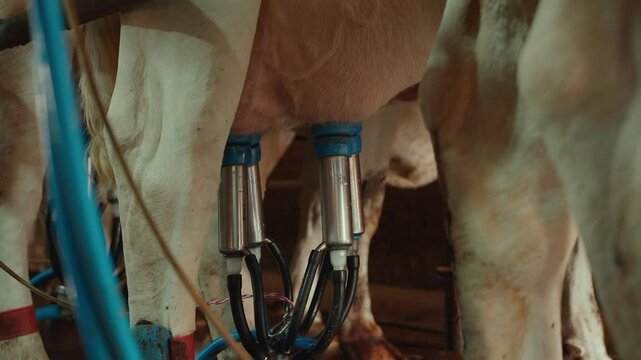 Automated milking of dairy cows in the dairy sector