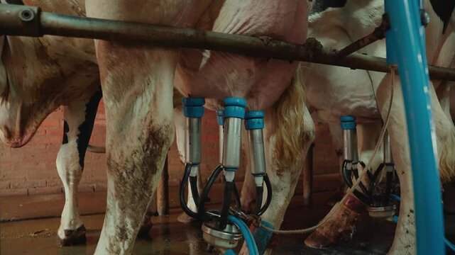 Close-up of robotic milking of a Close-up of robotic milking of a dairy cowdairy cow
