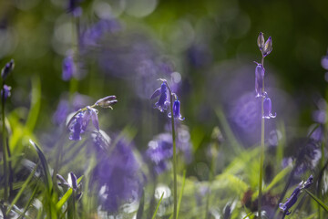 Pretty bluebell flowers blooming in the spring sunshine, with selective focus