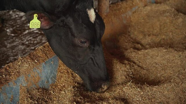 Close-up of a Holstein cow consuming forage in the dairy farm