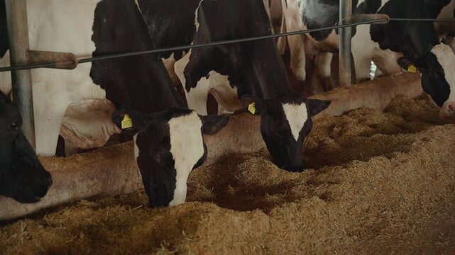 Group of dairy cows inside the dairy farm consuming forage.