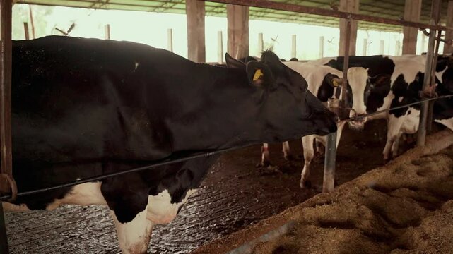 Dairy cow inside the dairy farm in close-up.