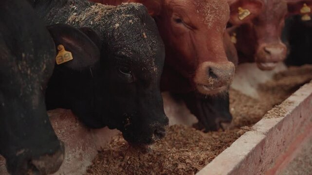 Group of young Brangus cows feeding from the trough