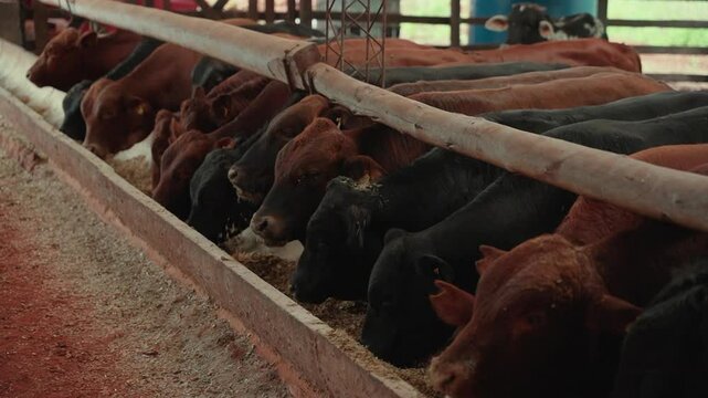 Bulls in confinement consuming feed from the trough.