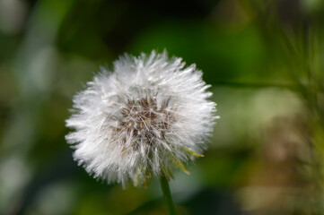dandelion on green background
