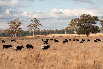 beautiful cattle in Australia  eating grass, grazing on pasture. Herd of cows free range beef being regenerative raised on an agricultural farm. Sustainable farming