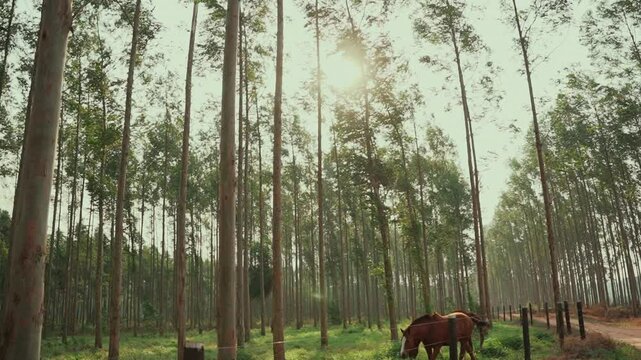 Eucalyptus landscape with horses grazing on the farm.
