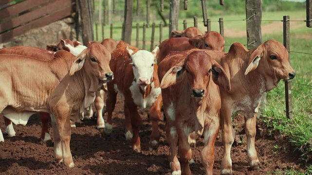 Group of calves in a livestock pen.