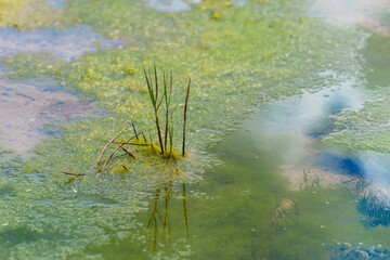  Small cluster of reeds emerges from green algae-covered water with sky reflections in a quiet wetland.