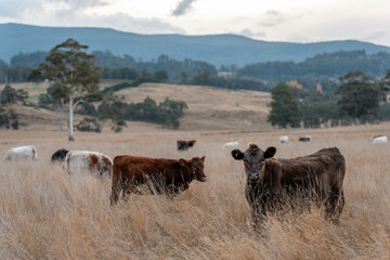 farming cows in a field on a farm eating grass in a beautiful country landscape
