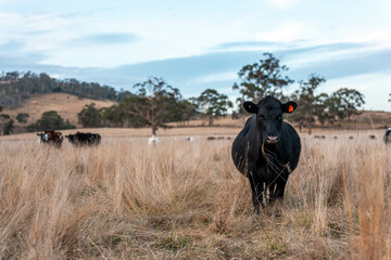 farming cows in a field on a farm eating grass in a beautiful country landscape