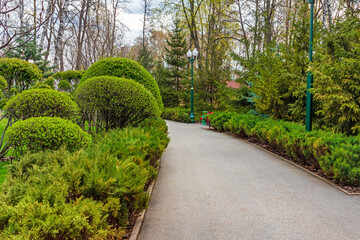 Asphalt path on an alley in a park or city garden with trees and trimmed bushes