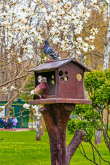 Pigeons on a wooden feeder in a garden with a tree in bloom. Birds Rock dove