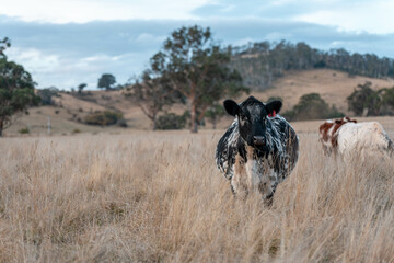 beautiful cattle in Australia  eating grass, grazing on pasture. Herd of cows free range beef being regenerative raised on an agricultural farm. Sustainable farming