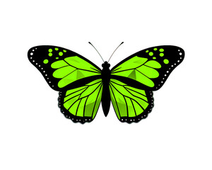 Bright Green Geometric Butterfly Graphic Illustration