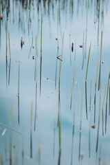 Tranquil waters reflecting slender reeds under a soft morning sky at a serene lakeside location