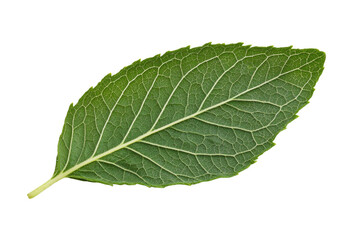 Fototapeta premium Leaf is shown in its natural form, with a white background, isolated