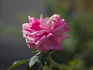 Różowa Róża w Letnim Słońcu © Andrzej