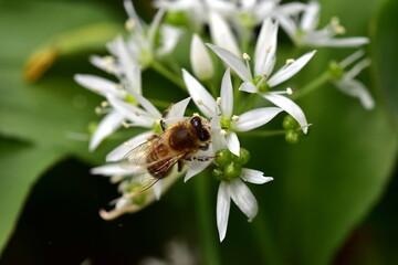 Biene auf Bärlauchblüten
