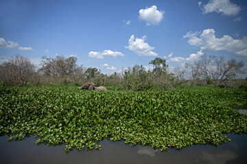 African bush elephant feeding on aquatic plants at the edge of a river in a tropical rainforest. Wildlife scene in natural wetland habitat. Peaceful moment in the wild, ideal for nature and conservati