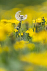 Obraz premium a field of dandelions (German: Löwenzahn) in spring