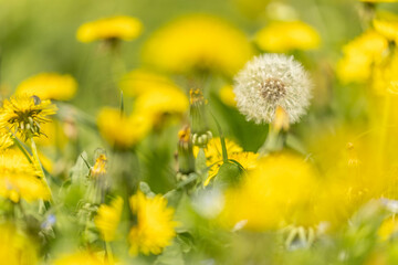 a field of dandelions (German: Löwenzahn) in spring