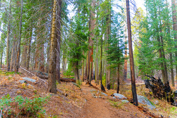 Serene Trail Through Sequoia National Park's Majestic Forests