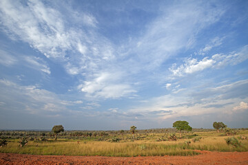 Uganda's landscape. View of the land in Marchison Falls National Park. A safari in Africa.