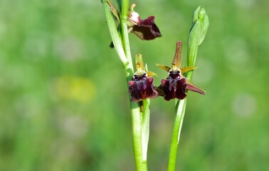 Photos of wildflowers, various bee orchids.
