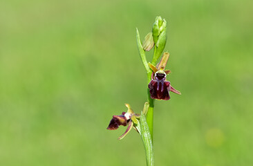 Photos of wildflowers, various bee orchids.